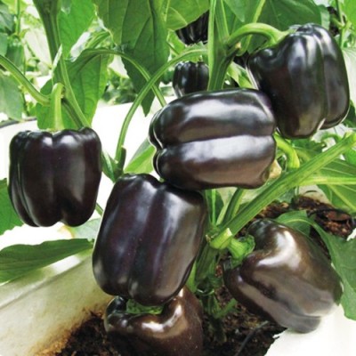 Omaxe BellPepper Purple Black (30 seeds)